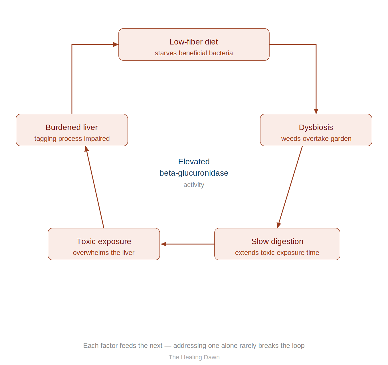 The Beta-Glucuronidase Loop
